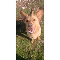 Δίνεται για υιοθεσία - χαρίζεται σκυλάκος German Shepherd - Γερμανικός Ποιμενικός - Λυκόσκυλο