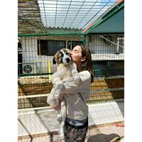 Δίνεται για υιοθεσία - χαρίζεται ημίαιμο κουτάβι