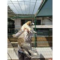 Δίνεται για υιοθεσία - χαρίζεται ημίαιμο κουτάβι