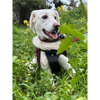 Δίνεται για υιοθεσία - χαρίζεται σκυλίτσα Labrador Retriever - Λαμπραντόρ Ριτρίβερ