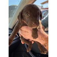 Δίνεται για υιοθεσία - χαρίζεται ημίαιμο κουτάβι