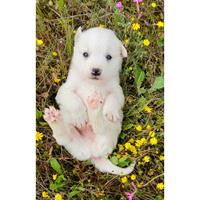 Δίνεται για υιοθεσία - χαρίζεται ημίαιμο κουτάβι