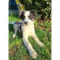 Δίνεται για υιοθεσία - χαρίζεται ημίαιμο κουτάβι Border Collie - Μπόρντερ Κόλεϋ