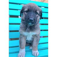 Δίνεται για υιοθεσία - χαρίζεται ημίαιμο κουτάβι