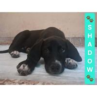 Δίνεται για υιοθεσία - χαρίζεται ημίαιμο κουτάβι