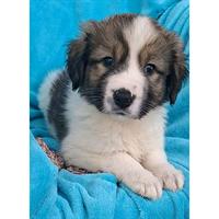 Δίνεται για υιοθεσία - χαρίζεται ημίαιμο κουτάβι Greek Sheepdog - Ελληνικός Ποιμενικός