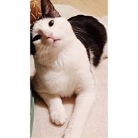 Δίνεται για υιοθεσία - χαρίζεται γάτος Aegean Cat - Γάτα Αιγαίου