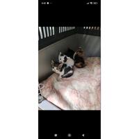 Δίνεται για υιοθεσία - χαρίζεται ημίαιμο γατάκι