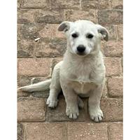 Δίνεται για υιοθεσία - χαρίζεται ημίαιμο κουτάβι