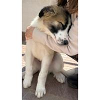 Δίνεται για υιοθεσία - χαρίζεται ημίαιμο κουτάβι