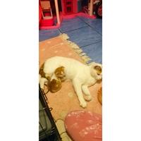 Δίνεται για υιοθεσία - χαρίζεται ημίαιμο γατάκι