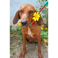 Δίνεται για υιοθεσία - χαρίζεται ημίαιμη σκυλίτσα Vizsla - Βιζλα