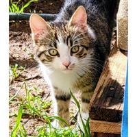 Δίνεται για υιοθεσία - χαρίζεται ημίαιμο γατάκι Aegean Cat - Γάτα Αιγαίου