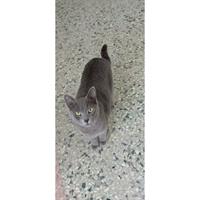 Δίνεται για υιοθεσία - χαρίζεται ημίαιμη γάτα