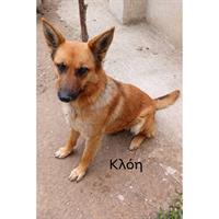 Δίνεται για υιοθεσία - χαρίζεται σκυλάκος German Shepherd - Γερμανικός Ποιμενικός - Λυκόσκυλο