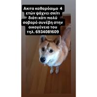Δίνεται για υιοθεσία - χαρίζεται σκυλάκος Akita Inu - Ακίτα