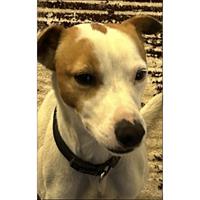 Δίνεται για υιοθεσία - χαρίζεται σκυλάκος Jack Russell Terrier - Τζακ Ράσελ Τεριέ