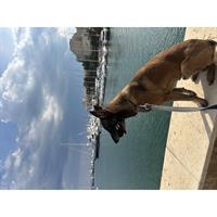 Δίνεται για υιοθεσία - χαρίζεται σκυλάκος Malinois - Μαλινουά