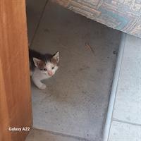 Δίνεται για υιοθεσία - χαρίζεται ημίαιμο γατάκι