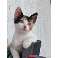 Δίνεται για υιοθεσία - χαρίζεται ημίαιμο γατάκι