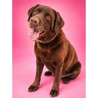 Δίνεται για υιοθεσία - χαρίζεται σκυλίτσα Labrador Retriever - Λαμπραντόρ Ριτρίβερ