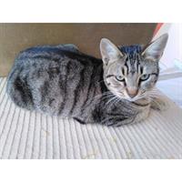 Δίνεται για υιοθεσία - χαρίζεται γάτος Aegean Cat - Γάτα Αιγαίου