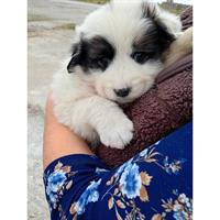 Δίνεται για υιοθεσία - χαρίζεται κουτάβι Greek Sheepdog - Ελληνικός Ποιμενικός
