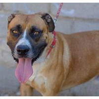 Δίνεται για υιοθεσία - χαρίζεται ημίαιμος σκυλάκος Bull Mastiff - Μπουλ Μαστίφ 