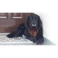 Δίνεται για υιοθεσία - χαρίζεται ημίαιμος σκυλάκος New Foundland - Νέας Γής