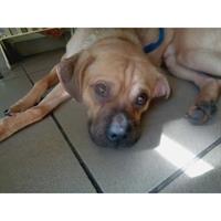 Δίνεται για υιοθεσία - χαρίζεται ημίαιμος σκυλάκος Pug - Παγκ