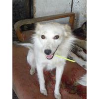 Δίνεται για υιοθεσία - χαρίζεται ημίαιμη σκυλίτσα Pomeranian - Πομεράνιαν