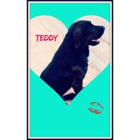 Δίνεται για υιοθεσία - χαρίζεται σκυλάκος New Foundland - Νέας Γής