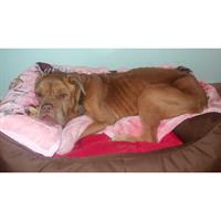 Δίνεται για υιοθεσία - χαρίζεται σκυλίτσα Dogue de Bordeaux - Ντογκ ντε Μπορντώ