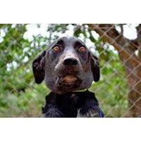 Δίνεται για υιοθεσία - χαρίζεται ημίαιμη σκυλίτσα Weimaraner - Βαϊμαράνερ 