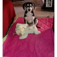 Δίνεται για υιοθεσία - χαρίζεται ημίαιμη σκυλίτσα Weimaraner - Βαϊμαράνερ 