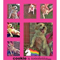 Δίνεται για υιοθεσία - χαρίζεται σκυλίτσα Papillon - Παπιγιόν