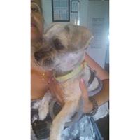 Δίνεται για υιοθεσία - χαρίζεται σκυλάκος Shih Tzu - Σιχ Τσου