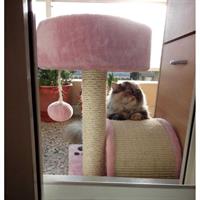 Δίνεται για υιοθεσία - χαρίζεται γάτα Persian - Περσική