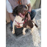 Δίνεται για υιοθεσία - χαρίζεται σκυλίτσα English Springer Spaniel - Σπρίνγκερ Σπάνιελ