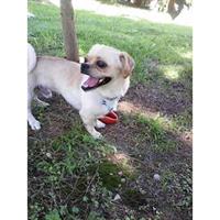 Δίνεται για υιοθεσία - χαρίζεται ημίαιμος σκυλάκος Pug - Παγκ