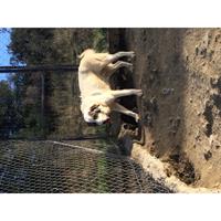 Δίνεται για υιοθεσία - χαρίζεται ημίαιμος σκυλάκος Great Pyrenees - Ορεινός Πυρηναίων