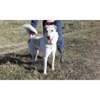 Δίνεται για υιοθεσία - χαρίζεται ημίαιμος σκυλάκος Great Pyrenees - Ορεινός Πυρηναίων