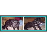 Δίνεται για υιοθεσία - χαρίζεται ημίαιμος σκυλάκος Bernese Mountain Dog - Ορεινός σκύλος Βέρνης