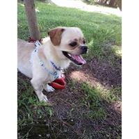 Δίνεται για υιοθεσία - χαρίζεται σκυλάκος Pug - Παγκ