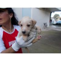 Δίνεται για υιοθεσία - χαρίζεται σκυλάκος Balkan - Mπάλκαν