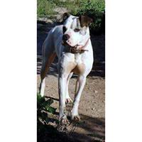 Δίνεται για υιοθεσία - χαρίζεται σκυλίτσα American Bulldog - Μπουλ Ντογκ