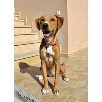 Δίνεται για υιοθεσία - χαρίζεται ημίαιμος σκυλάκος Weimaraner - Βαϊμαράνερ 