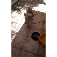 Δίνεται για υιοθεσία - χαρίζεται σκυλάκος Fox terrier - Φοξ Τερριέ