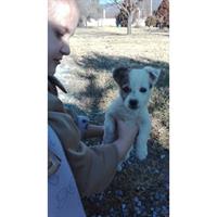 Δίνεται για υιοθεσία - χαρίζεται σκυλάκος Balkan - Mπάλκαν