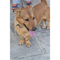 Δίνεται για υιοθεσία - χαρίζεται ημίαιμος σκυλάκος Cardigan Welsh Corgi - Κόργκι